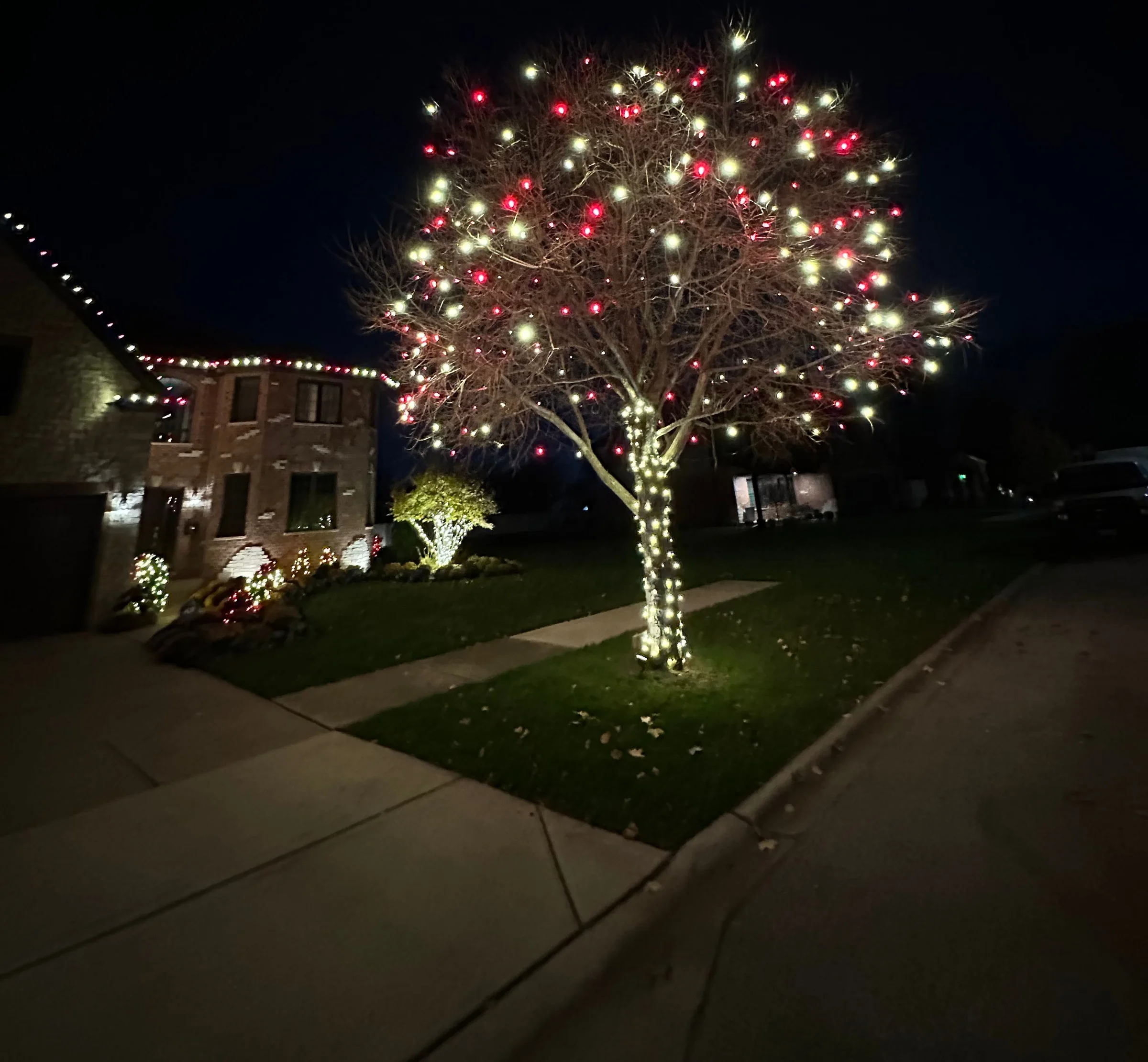 Red and white lights wrapped through the canopy and trunk of a mature tree