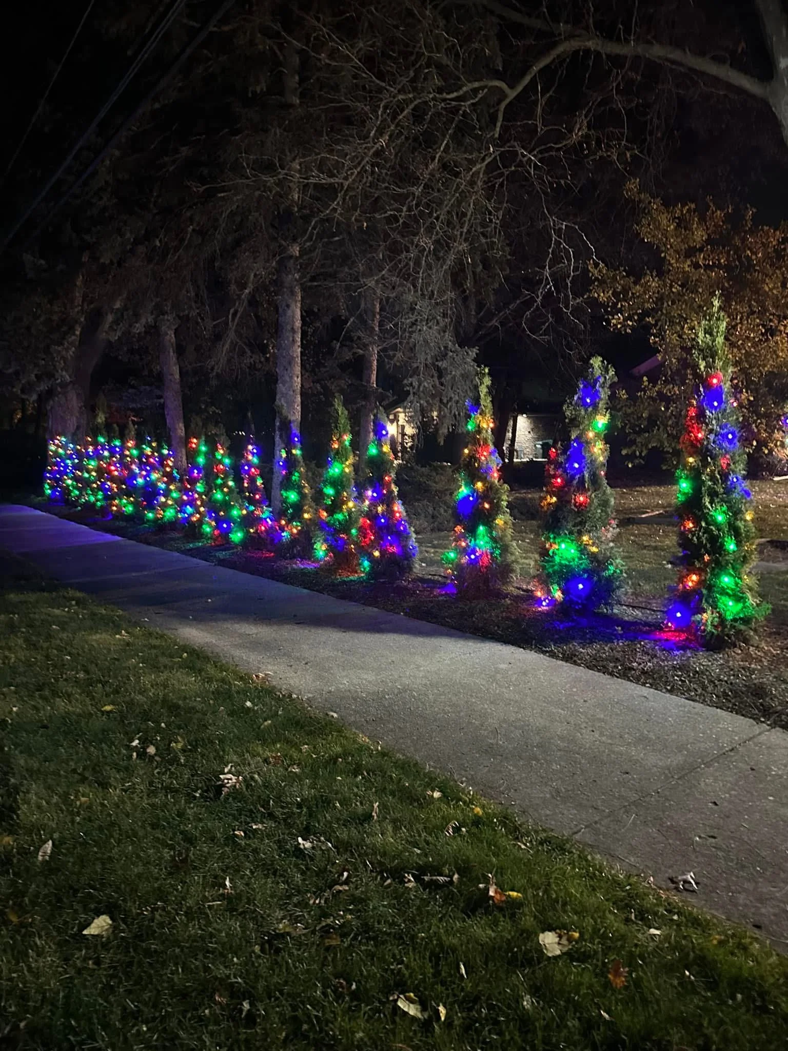 Colorful holiday-lit shrubs and ornamental tree beside a walkway