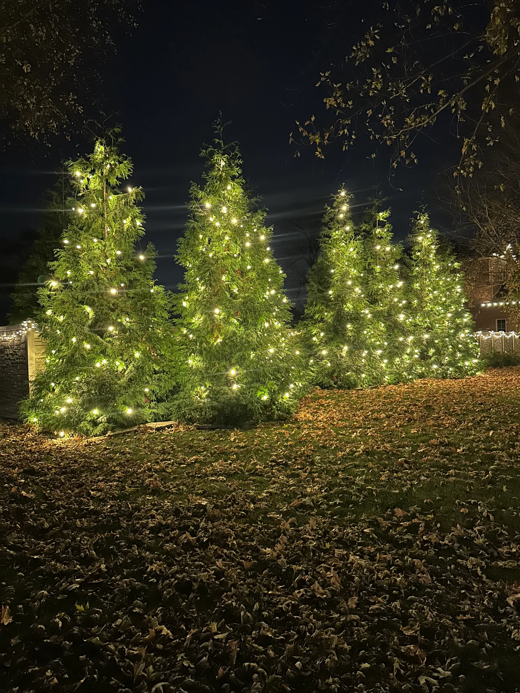 Evergreen trees illuminated in warm white