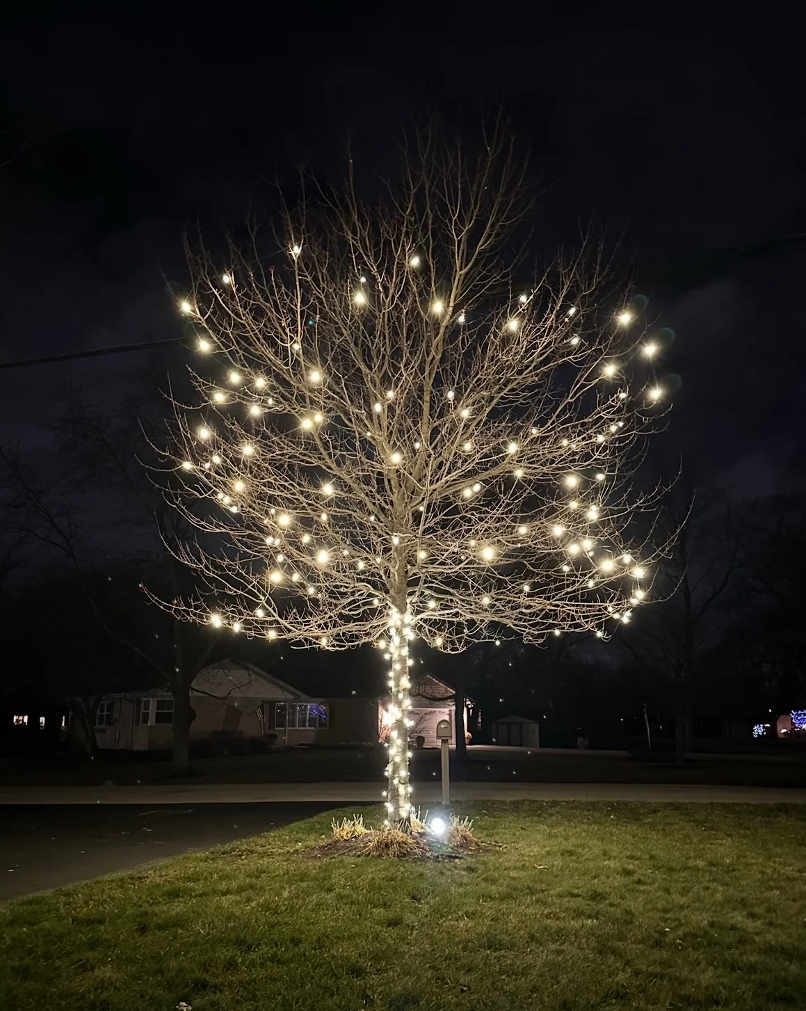 Mature tree wrapped from trunk to branch tips in warm-white lights