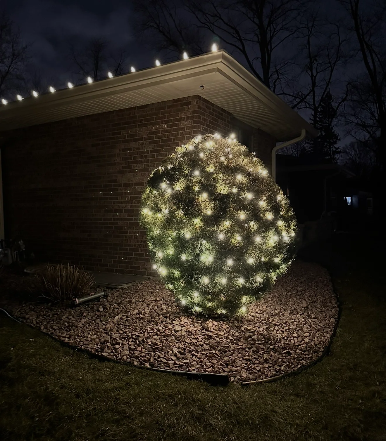 Landscape shrub densely wrapped into a warm-white ornament